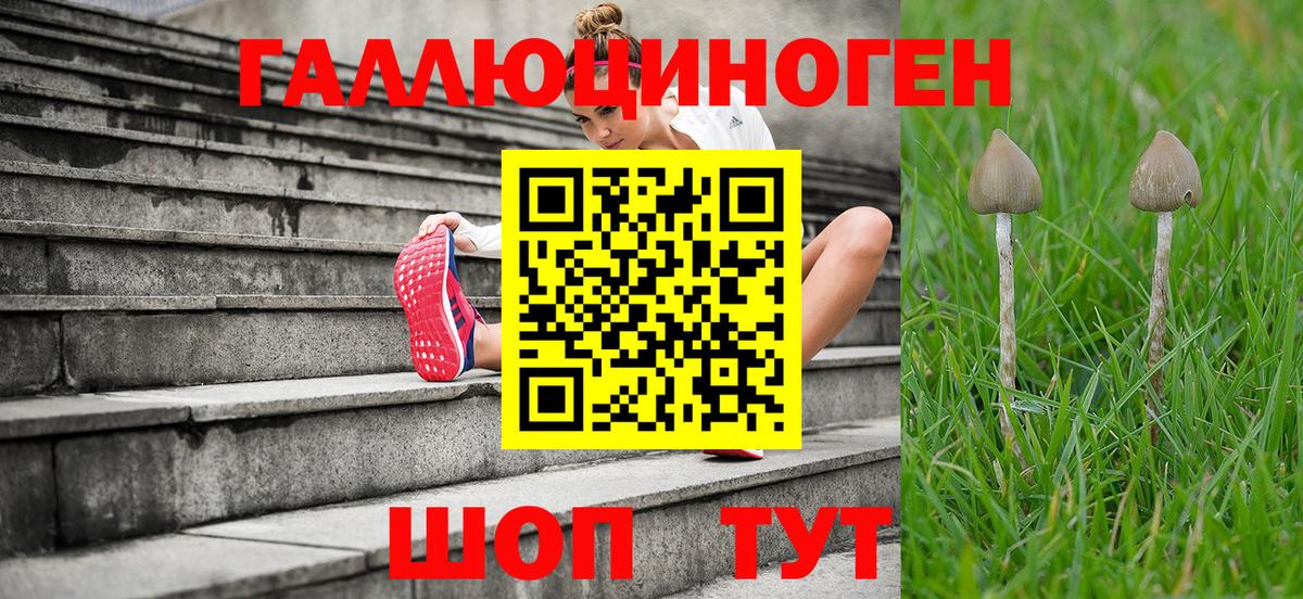 Галлюциногенные грибы Psilocybe Белгород
